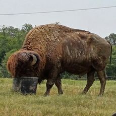 Tupelo Buffalo Park and Zoo
