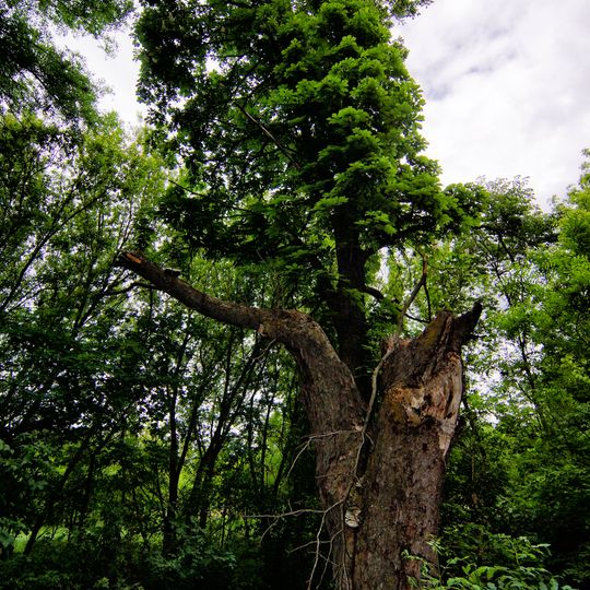 Old chestnut alley in Petrivsky Forest