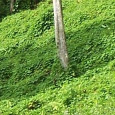 Szlak Kokoda