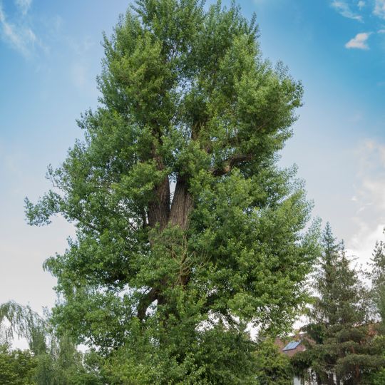 Dobřejovický topol