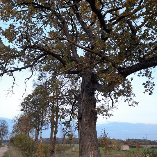 Dovydžių ąžuolas