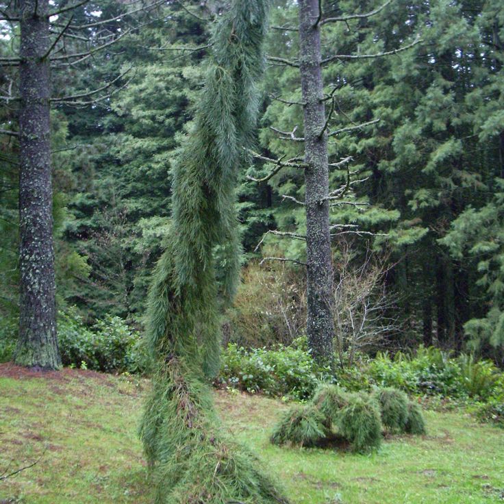 Hoyt Arboretum