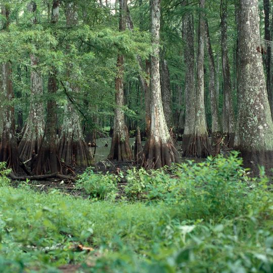 Bayou Cocodrie National Wildlife Refuge