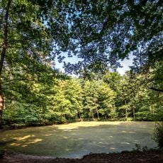 Grüner Teich