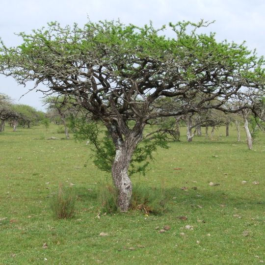 Parque estatal del Espinilho