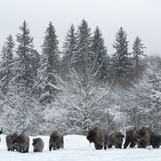Kaluzhskiye Zaseki Nature Reserve