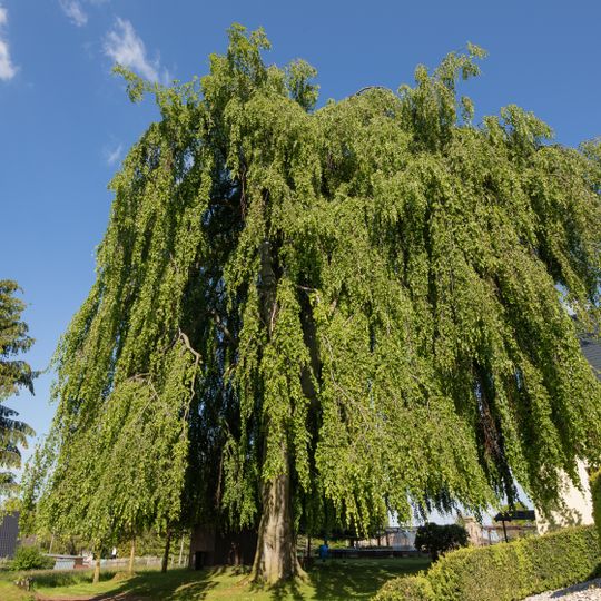 Trauer-Buche in Krummenhennersdorf