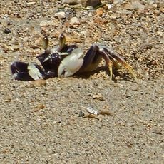 Fort Kamehameha Beach