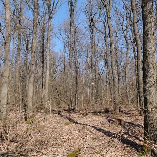 Oberurseler Stadtwald und Stierstädter Heide