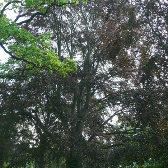 Blut-Buche Koenigsallee 43-45