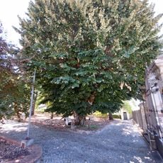 Árvore isolada em Casa da Criança