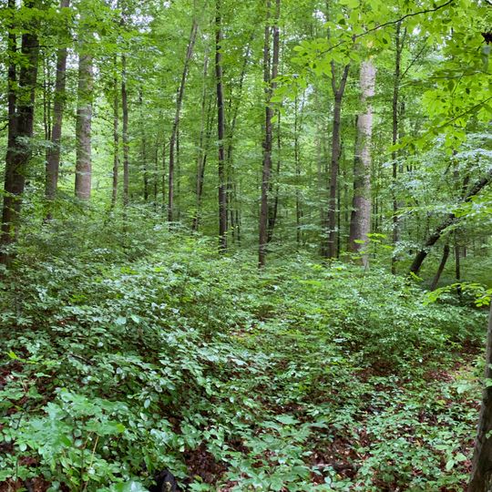Altholzbestand mit Eichen