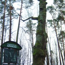 Taikos kalno ąžuolas