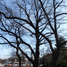 Dub letní na Moravském náměstí