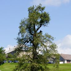 Solitäreiche in Pfarrkirchen