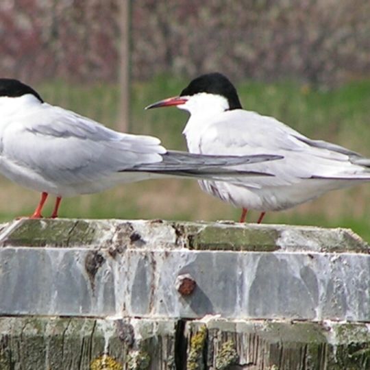 Nature reserve Jezioro Łuknajno