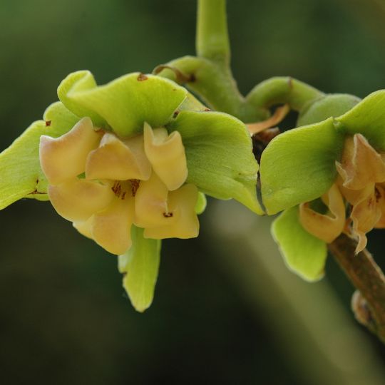 Jardin des Plantes de Poitiers