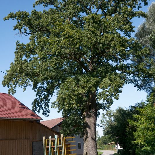 Eiche von St. Peter am Hart