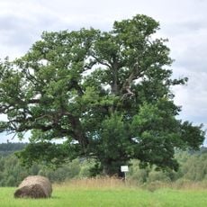 Viiralt's Oak