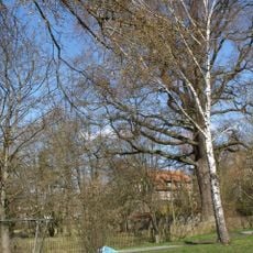 Eiche bei Mackenzell