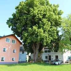 Tausendjährige Linde von Eisengattern