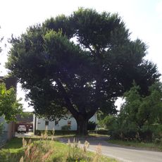 Naturdenkmal Friedenseiche