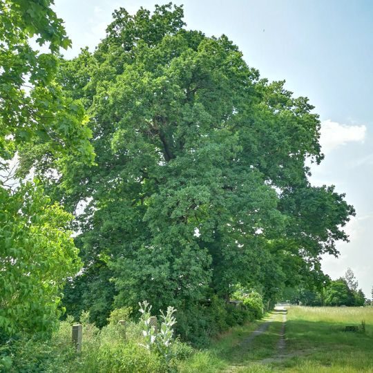 Naturdenkmal Stieleiche