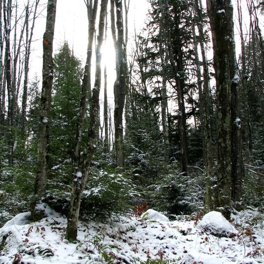 Chequamegon-Nicolet National Forest