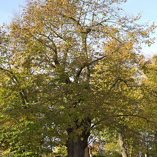 Lotter-lime tree in Augustusburg