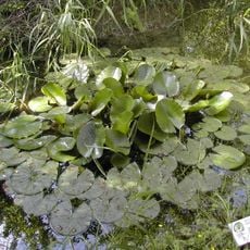 Orto Botanico Riserva Lago di Penne