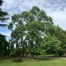 Lincoln University tulip tree