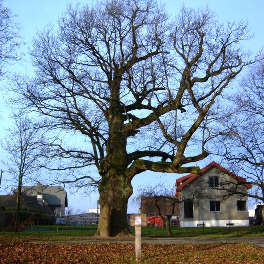 Mikalojus Daukša oak