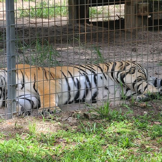 Tregembo Animal Park