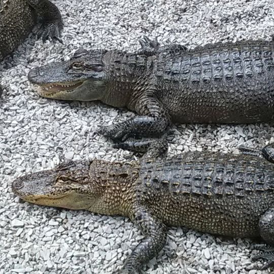 Arkansas Alligator Farm and Petting Zoo