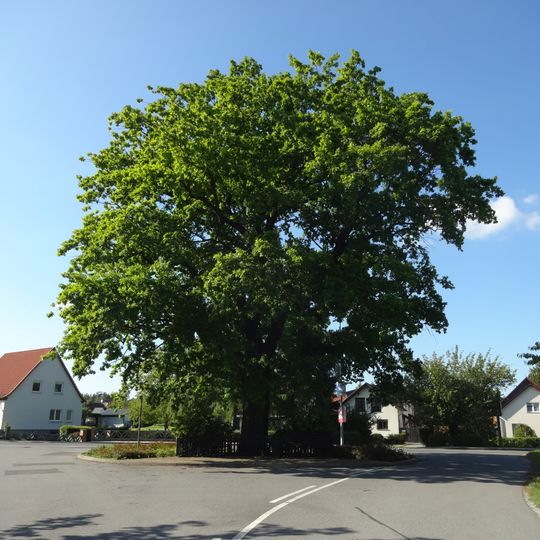 Stieleiche am Kriegerdenkmal