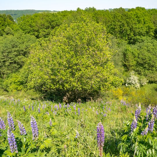 Naturpark Eggegebirge und Teutoburger Wald