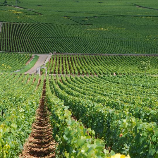 Chevalier-Montrachet