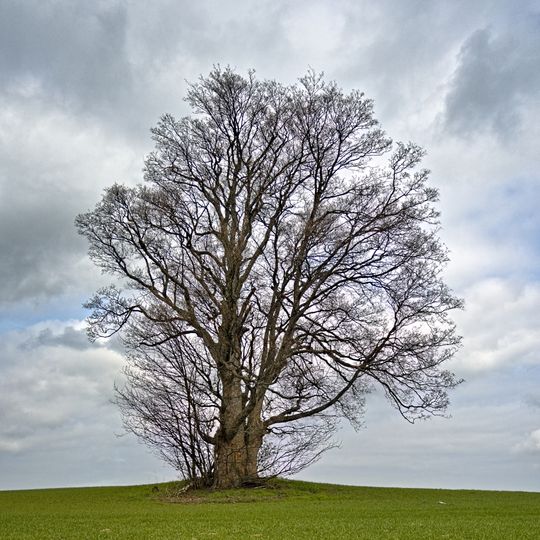 Bergahorn bei der Riesenburg