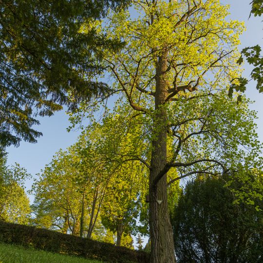 Tulpenbaum und Schwarzkiefer am Friedhof Auerbach