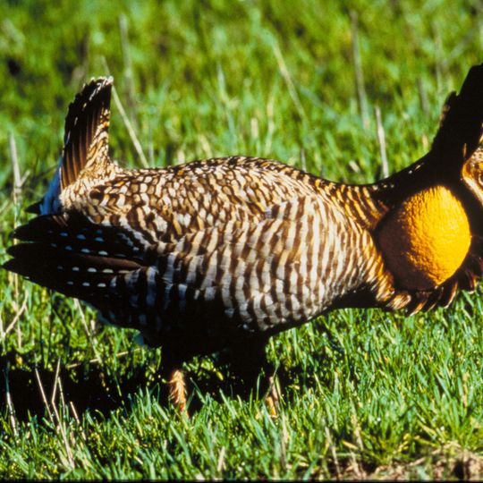 Attwater Prairie Chicken National Wildlife Refuge
