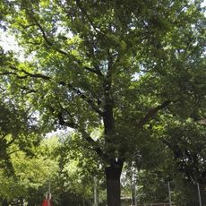 Stieleiche (Quercus robur) in Senftenberg im Garten des Kindergartens Glück-Auf-Straße, ca. 10 m nordwestlich vom Gebäude, bildet mit den Bäumen 0100-5, 0100-6, 0100-8, 0100-9 eine Reihe