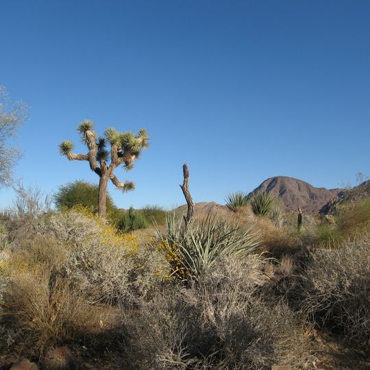 Living Desert Zoo and Gardens