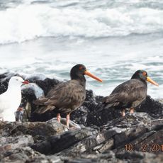 Arthur Beach