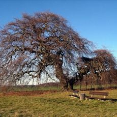 Kopfbuche bei Gremsheim