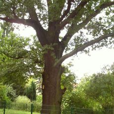 Naturdenkmal  [[Eichen|Eiche]]-[[Stieleiche]] (''Quercus robur'') Linnéstraße, gegenüber von Hausnummer 22 in Spremberger Vorstadt