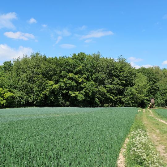Waldstück mit Doline Bredde
