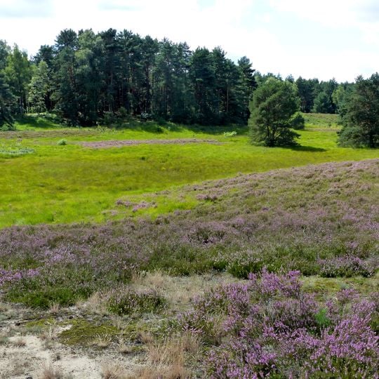 Fahle Heide, Gifhorner Heide