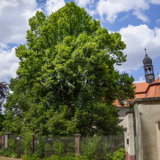 Lípa v Domousnici