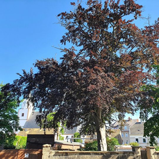 Rotbuche Dresdener Straße 12