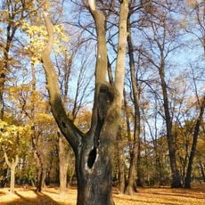 Monumental Tulip Tree in Kombatantów Park in Warsaw